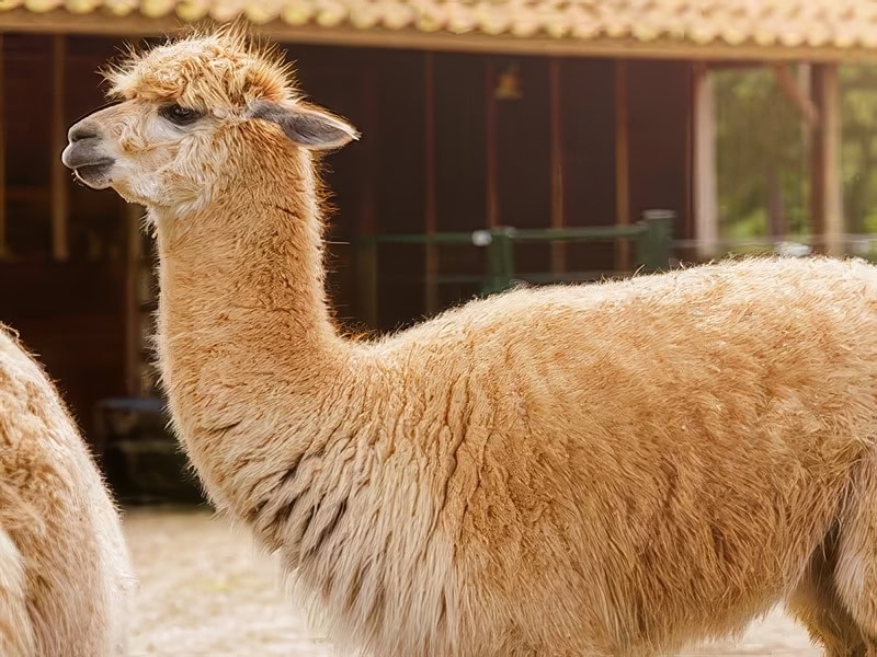 Stacaravan aan zee Schattige lama op de boerderij met stacaravan aan zee op de achtergrond, ideaal voor een vakantie in de natuur en nabij de kust.